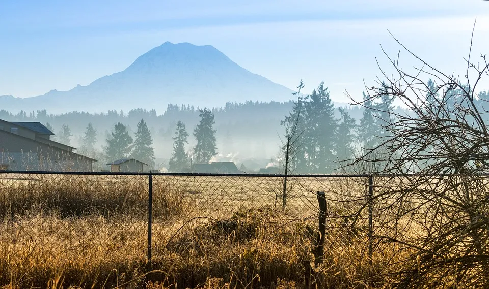 mount rainier in a field